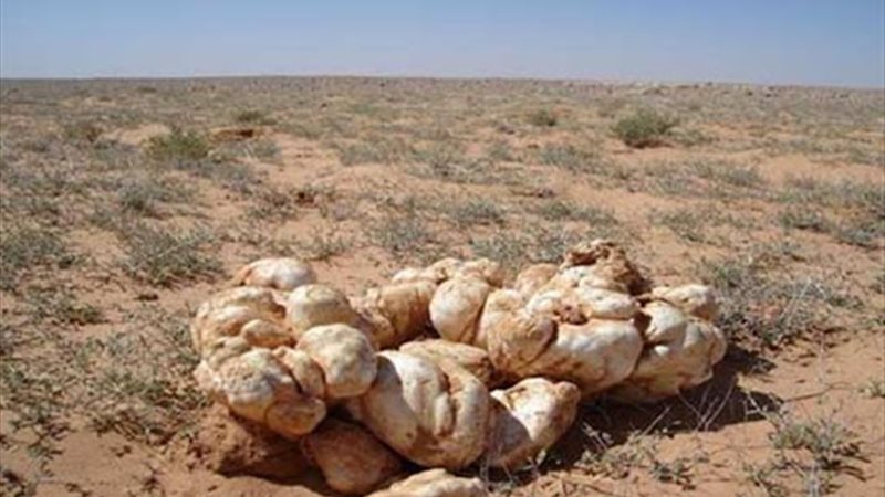 هير نيوز