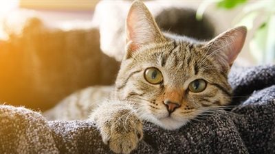 فتاة تطلب الطلاق بسبب غيرتها على زوجها من قطته 