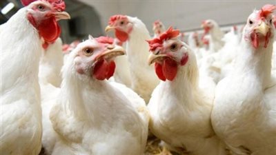 استقرار أسعار الدواجن بمستهل تعاملات اليوم السبت في الأسواق