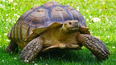 في اليوم العالمي للسلحفاة .. تعرفِ على سبب الاحتفال به