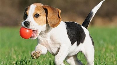 «القومي للبحوث» يحذر من تربية الحيوانات الأليفة: تحمل مخاطر صحية