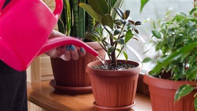 دراسة: ممارسة الأنشطة الزراعية في المنزل تعزز مناعة الأطفال والكبار