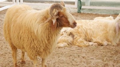 هل يجوز الجمع بين الأضحية والعقيقة؟ «الإفتاء تُجيب»