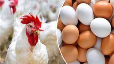 إليك أسعار الدواجن وكرتونة البيض اليوم الأربعاء 29 - 5 – 2024