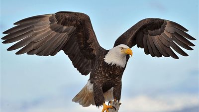 تفسير رؤية النسر في المنام لابن سيرين