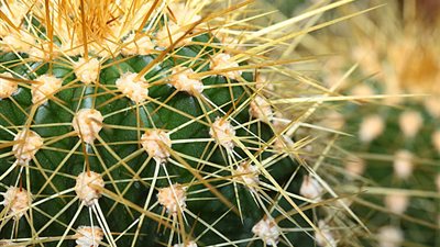 تفسير حلم الشوك في المنام للعزباء والمتزوجة