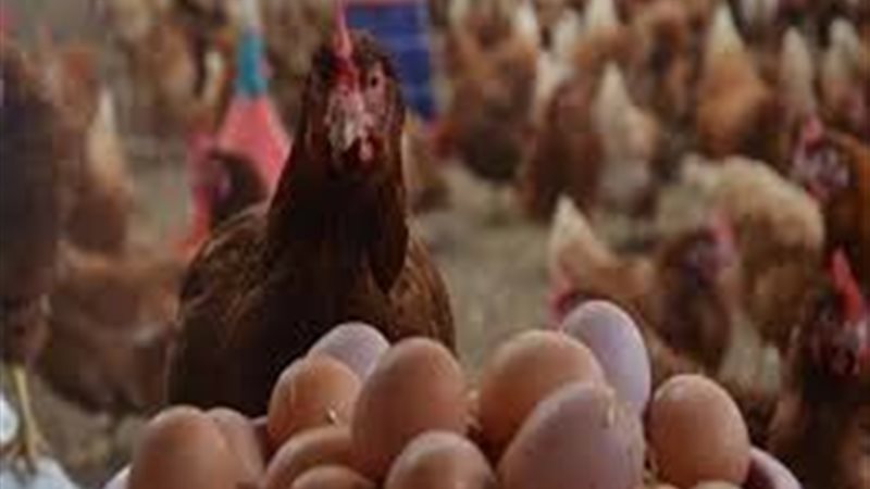 أسعار الدواجن والبيض