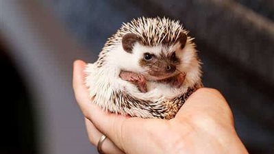 تفسير رؤية القنفذ في المنام للعزباء والمتزوجة والحامل