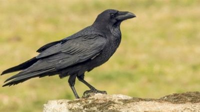 تفسير رؤية الغراب في المنام لابن سيرين