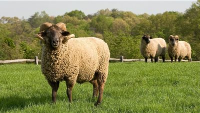  هل يجوز التصدق بالأضحية كاملة دون الأكل منها؟ «الإفتاء تُجيب»