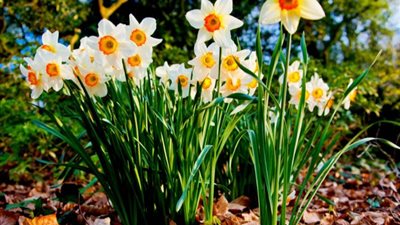 تفسير رؤية النرجس في المنام للعزباء والمتزوجة والحامل