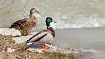 تفسير رؤية البط فى المنام لابن سيرين 