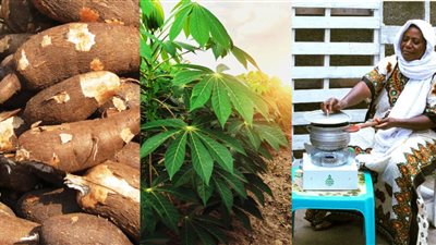 بعد نجاح زراعته بالوادي الجديد.. هل يكون «الكاسافا» بديلًا للقمح؟