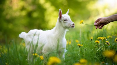 تفسير رؤية الجدي في المنام للعزباء والمتزوجة