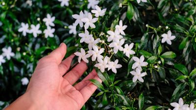 تفسير رؤية الياسمين في المنام لابن سيرين