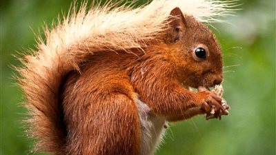 تفسير رؤية السنجاب في المنام.. « بشارة بالمال الوفير»