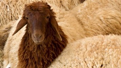  ما حكم ترك العقيقة لمن يستطيع أدائها؟.. «الإفتاء تُجيب»