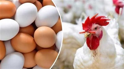 لربات البيوت.. أسعار الدواجن والبيض اليوم الأحد 30 يوينو 2024