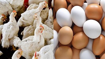 لربات البيوت.. أسعار الدواجن والبيض اليوم الخميس 4 يوليو