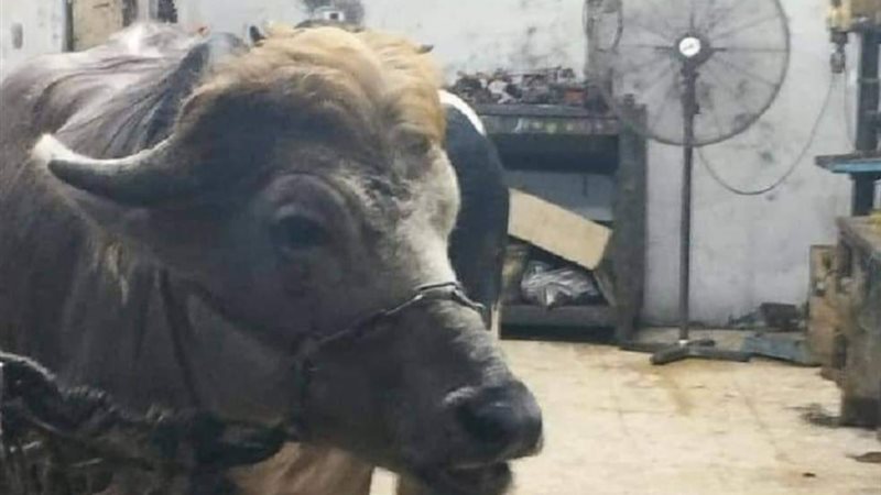 هروب الأضحية في عيد