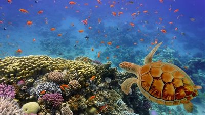 تفسير حلم رؤية الشعاب المرجانية في المنام