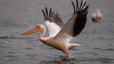 تفسير رؤية البجعة في المنام وارتباطها بسماع الأخبار السارة