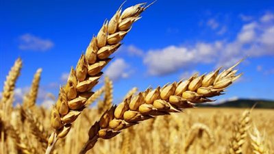  تفسير رؤية القمح في المنام وإرتباطة بالسعادة والرزق الوفير