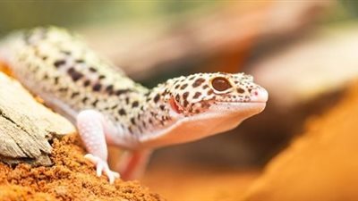 تفسير رؤية البرص في المنام وارتباطه بفعل المحرمات