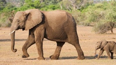 تفسير رؤية الفيل في المنام وإرتباطة بالحظ السعيد