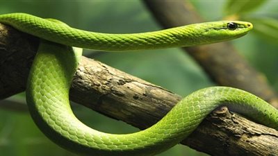 رأيت أفعى خضراء تهاجمني في المنام « فما تفسير الحلم؟»