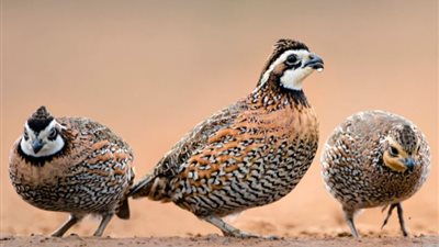 تفسير رؤية السمان في المنام.. وإرتباطة بالأموال المشبوهة