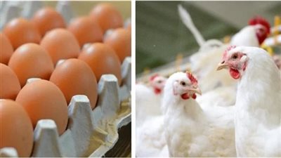 لربات البيوت.. أسعار الدواجن والبيض اليوم السبت 27 يوليو 2024