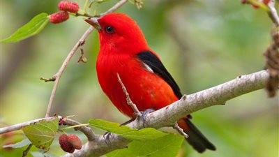 تفسير رؤية العصفور الملون في المنام.. وإرتباطة بالترقية في العمل