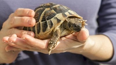 تفسير رؤية السلحفاة في المنام للعزباء والمتزوجة