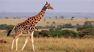 تفسير رؤية الزرافة في المنام للعزباء والمتزوجة