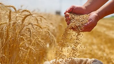 وزير التموين: احتياطي القمح يكفي أكثر من 6 أشهر