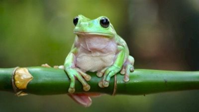 تفسير رؤية الضفدع في المنام لابن سيرين 