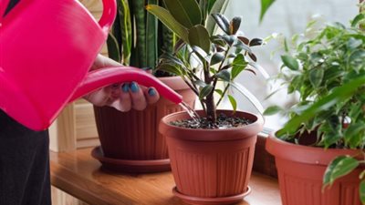  تفسير حلم  سقي الزرع في المنام للعزباء والمتزوجة والحامل