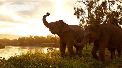 تفسير رؤية الفيل في المنام  وعلاقته بأداء فريضة الحج