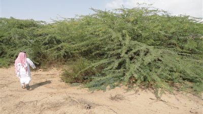 سامة وتسبب الملاريا.. انتشار «شجرة الشيطان» يثير الذعر في السعودية