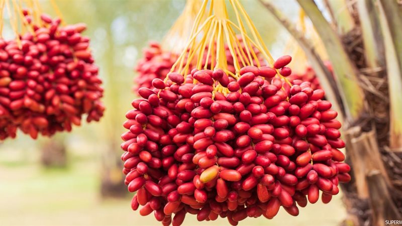 فوائد البلح الأحمر