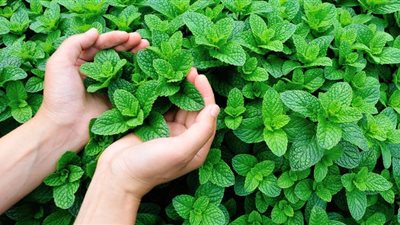 تفسير رؤية النعناع في المنام وإرتباطه بالهدوء والإستقرار