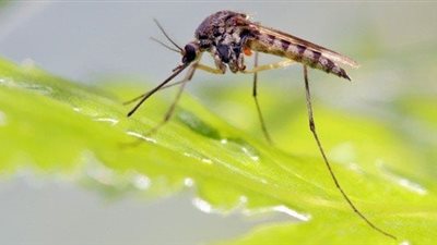 تفسير رؤية الناموس في المنام وعلاقته بالهموم والأحزان