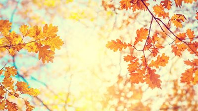 الأرصاد الجوية تكشف مفاجأة عن حالة الطقس المتوقعة في خريف 2024