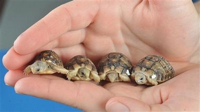 تفسير رؤية السلحفاة في المنام وإرتباطها بتحقيق المكاسب والأرباح