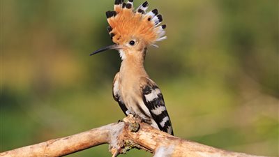 تفسير رؤية الهدهد في المنام وعلاقته بفك الكرب والضيق