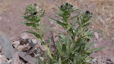 عرق الخيل يستخدم لعلاج مرض خطير.. ما هو المرض وكيف يمكن استخدام النبتة لعلاجه؟ 