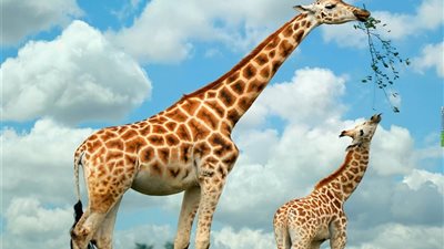 تفسير رؤية الزرافة في المنام وارتباطها بالخسائر المادية