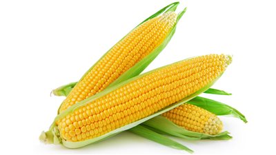 تفسير حلم أكل الذرة في المنام وعلاقته بالسعادة والفرح