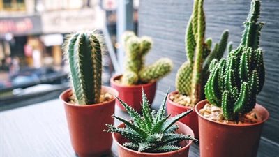 ازرعيها في بيتك.. أنواع صبارات آمنة للزراعة في البيوت 